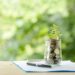 Ilustrasi Green Finance